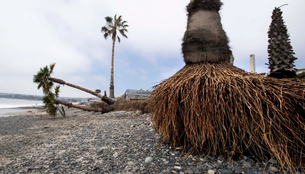 Palm Tree Roots All You Need To Know EcoCation
