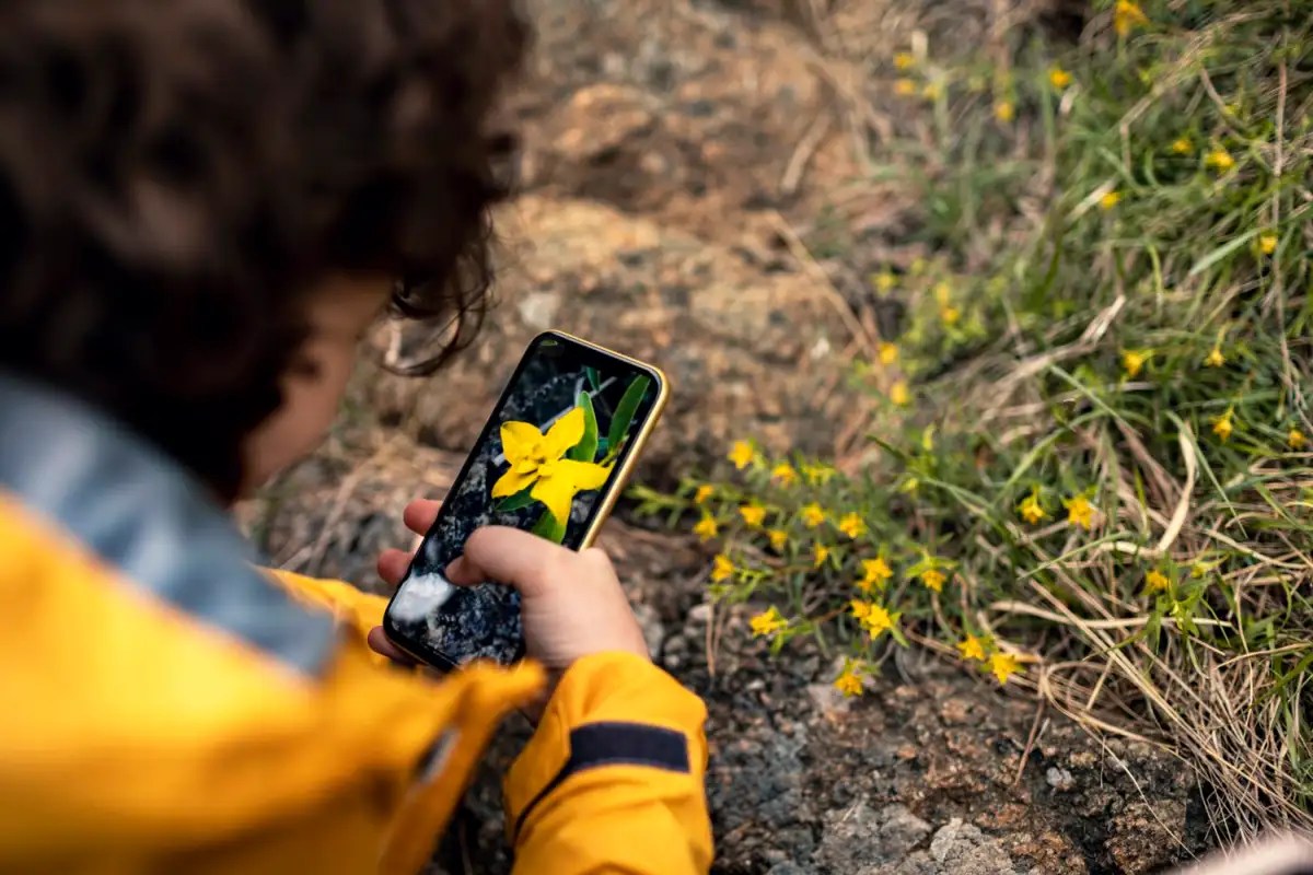 Flower Identification Apps Top 5 [in 2024] EcoCation
