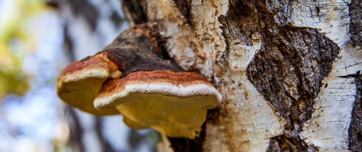 Chaga Mushroom Identification (A Forager's Guide) EcoCation