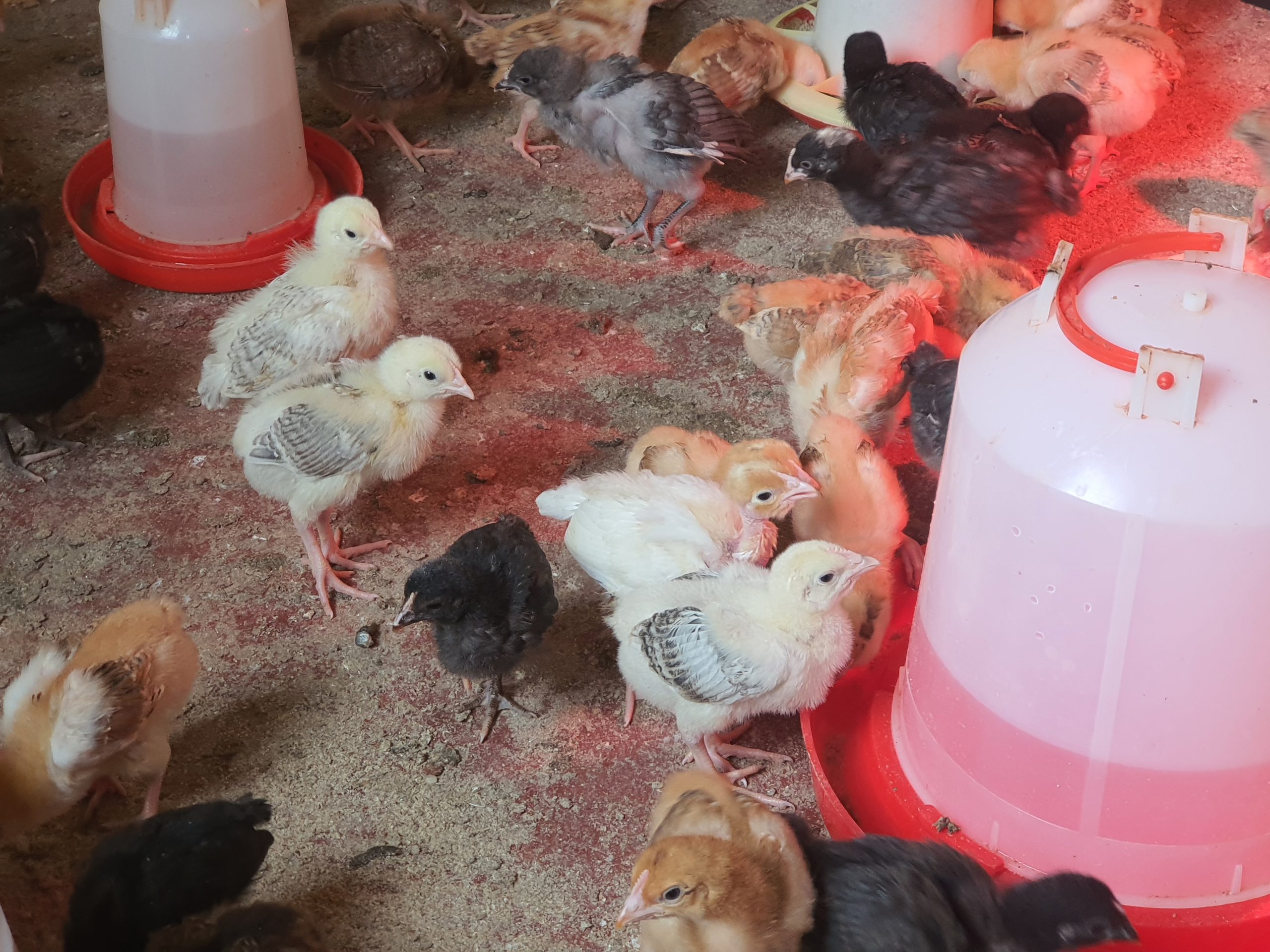 Kienyeji chicken prices in Nairobi Ecochicks Poultry Ltd