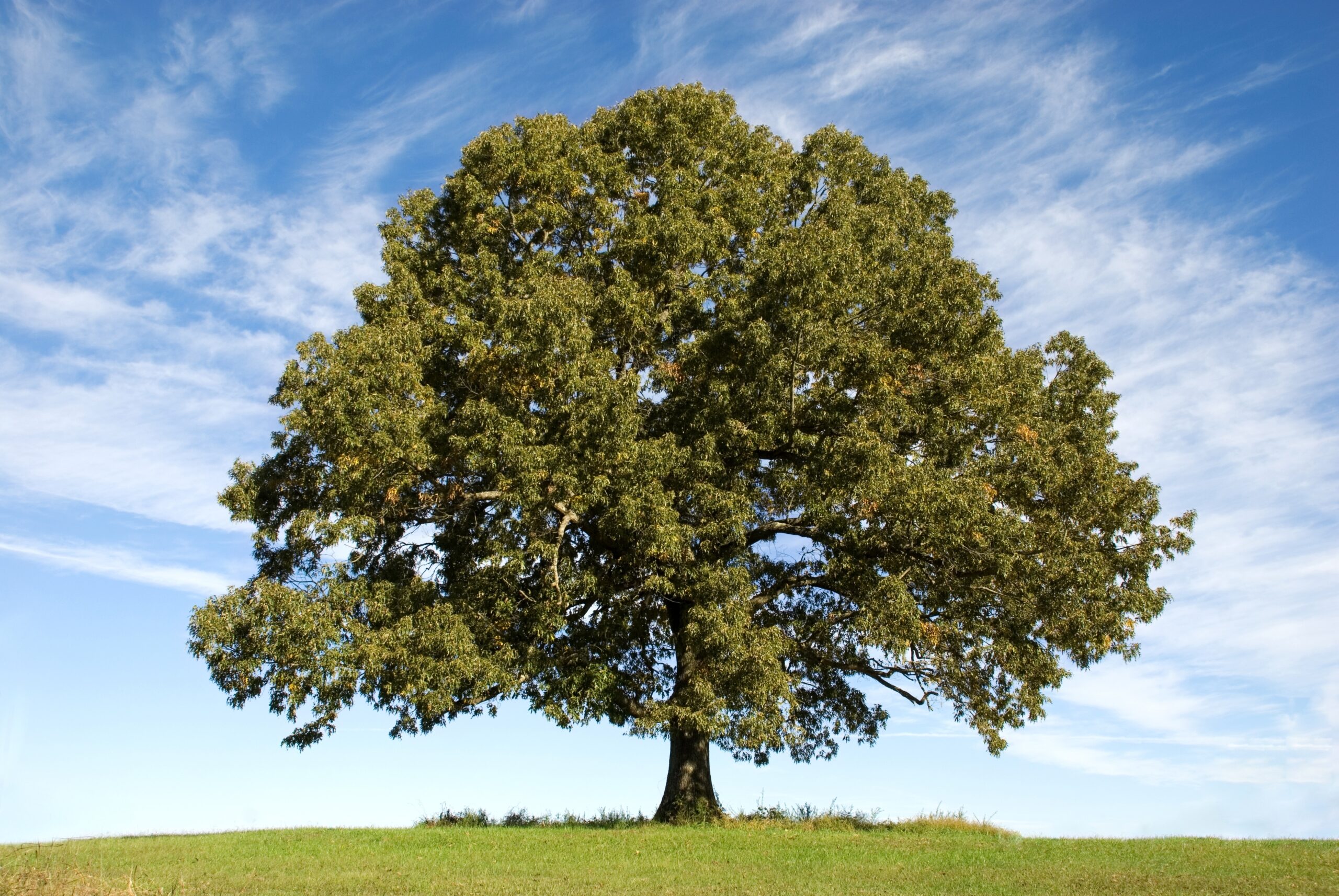 Oak Properties | Blog | EcoChoice