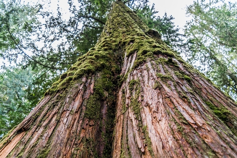 Guide to Cedar Blog EcoChoice