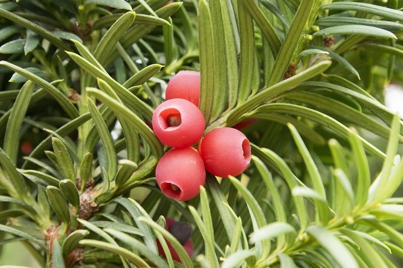 Trees that protect themselves Blog EcoChoice