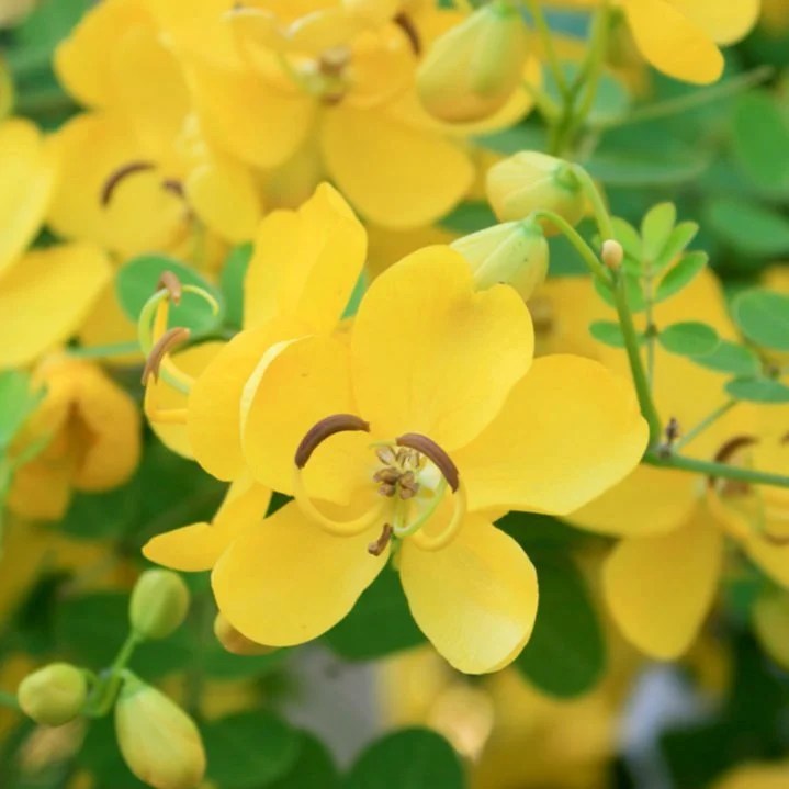 Cassia angustifolia, sen o Senna Alexandrina usos y peligros