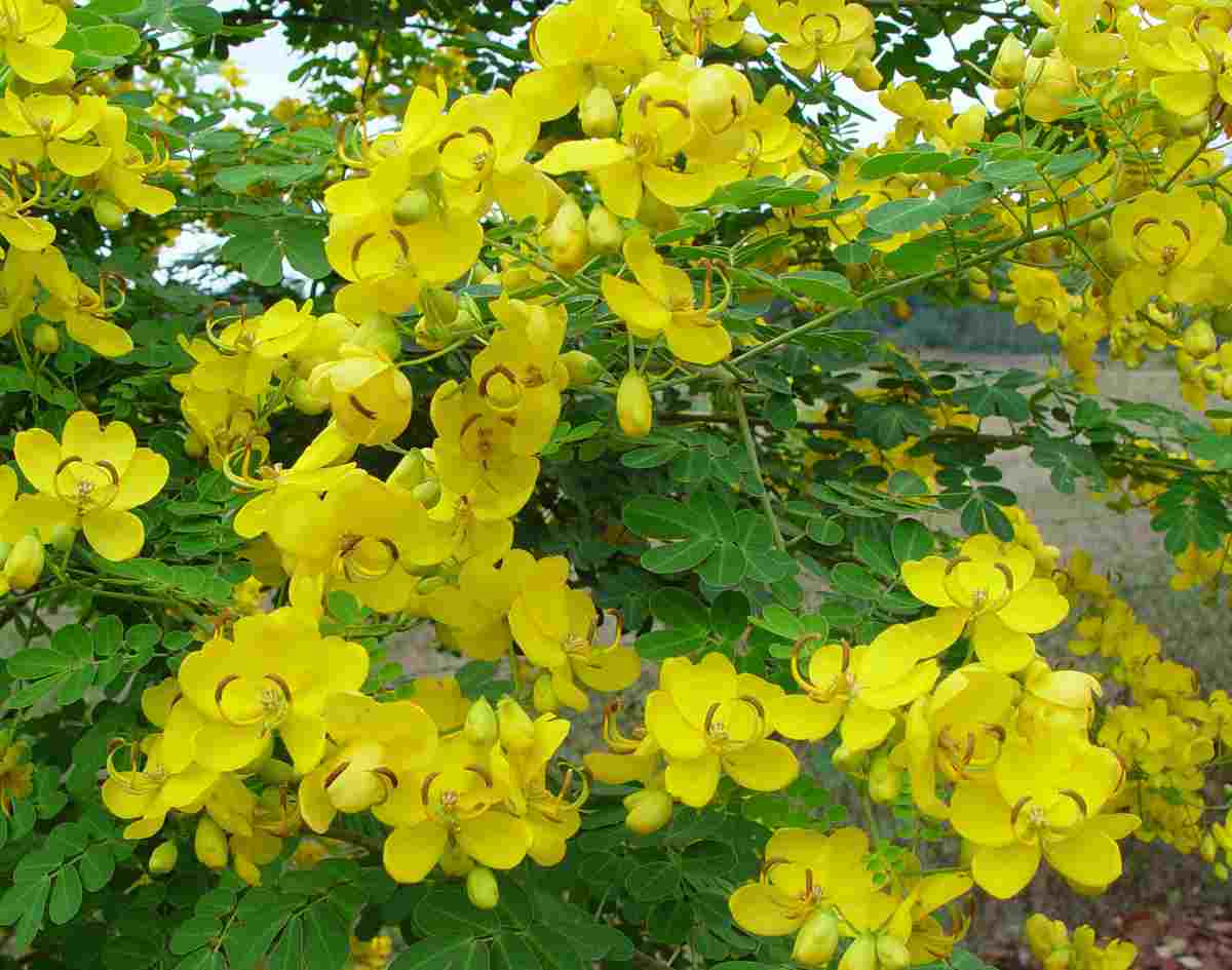 Cassia angustifolia, sen o Senna Alexandrina usos y peligros