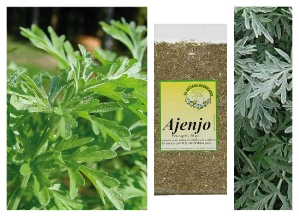 Ajenjo, una planta con muchas propiedades medicinales