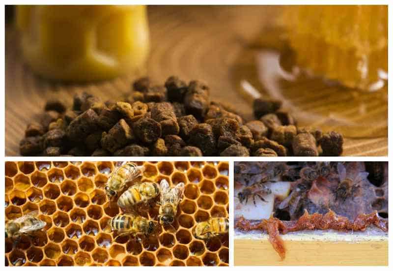 Propóleo o própolis. Propiedades de este antibiótico natural