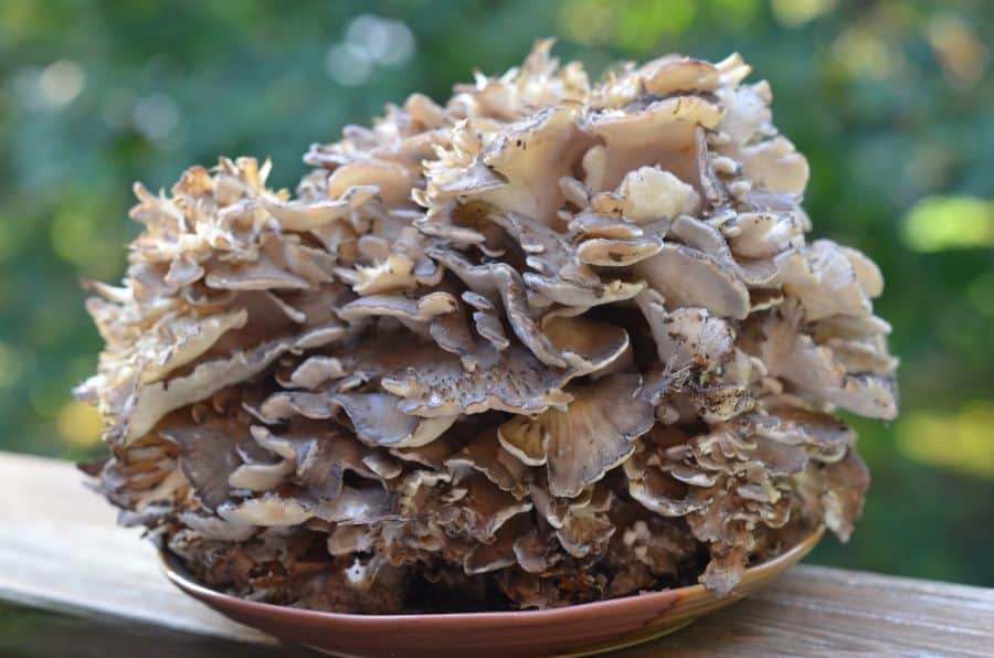Maitake. Qué es esta seta y cuáles son sus propiedades