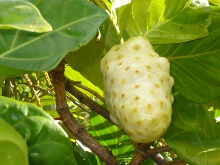 Noni. Propiedades, 11 usos y contraindicaciones de la fruta