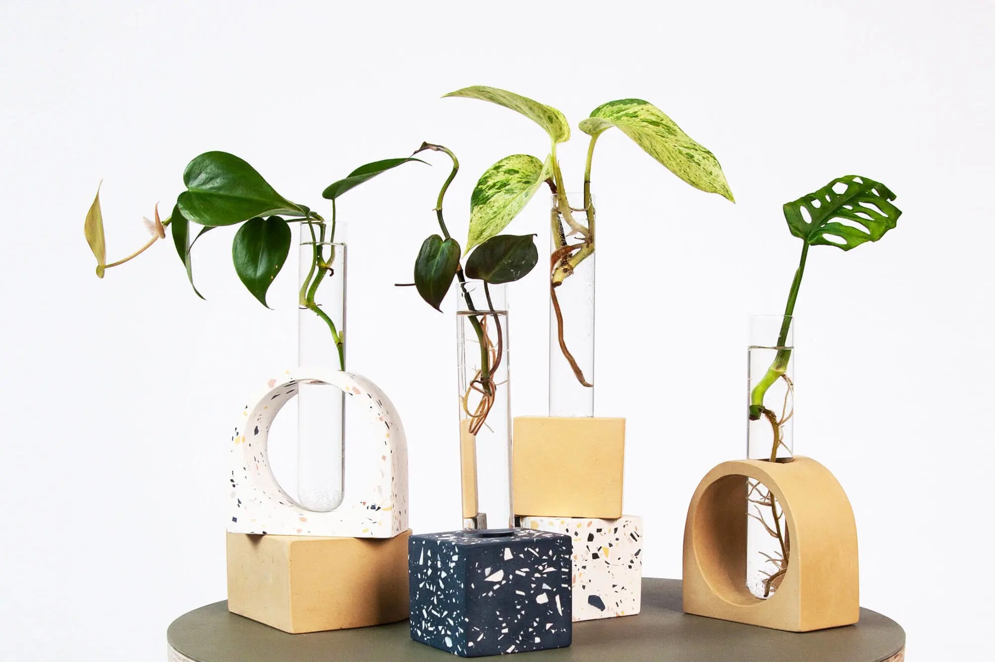 Online Stores That Deliver Sustainable Houseplants