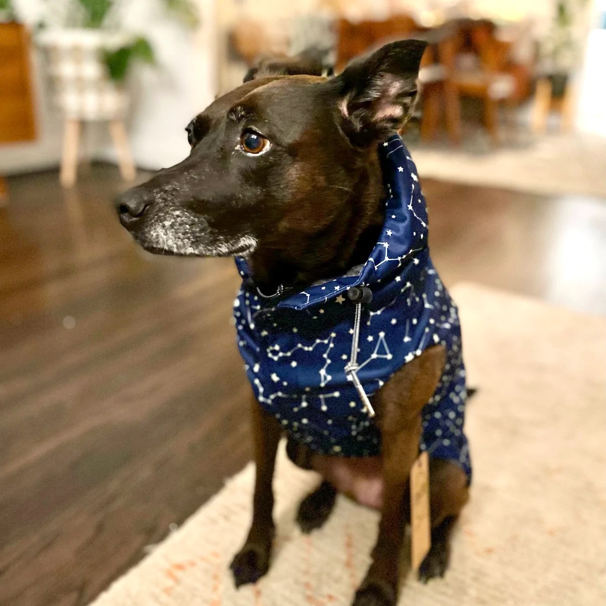 The Best NonToxic and Sustainable Dog Jackets Ecocult®