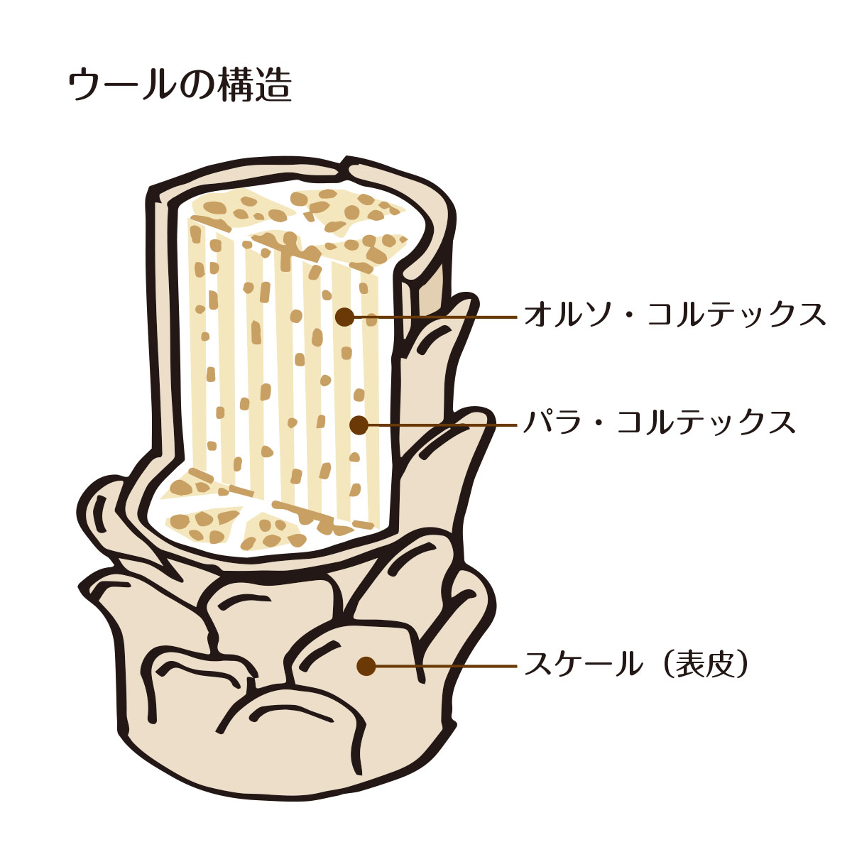 もっと知りたい「生きている繊維」ウールについて ナチュラルな暮らしのエコグッズ エコデパジャパン