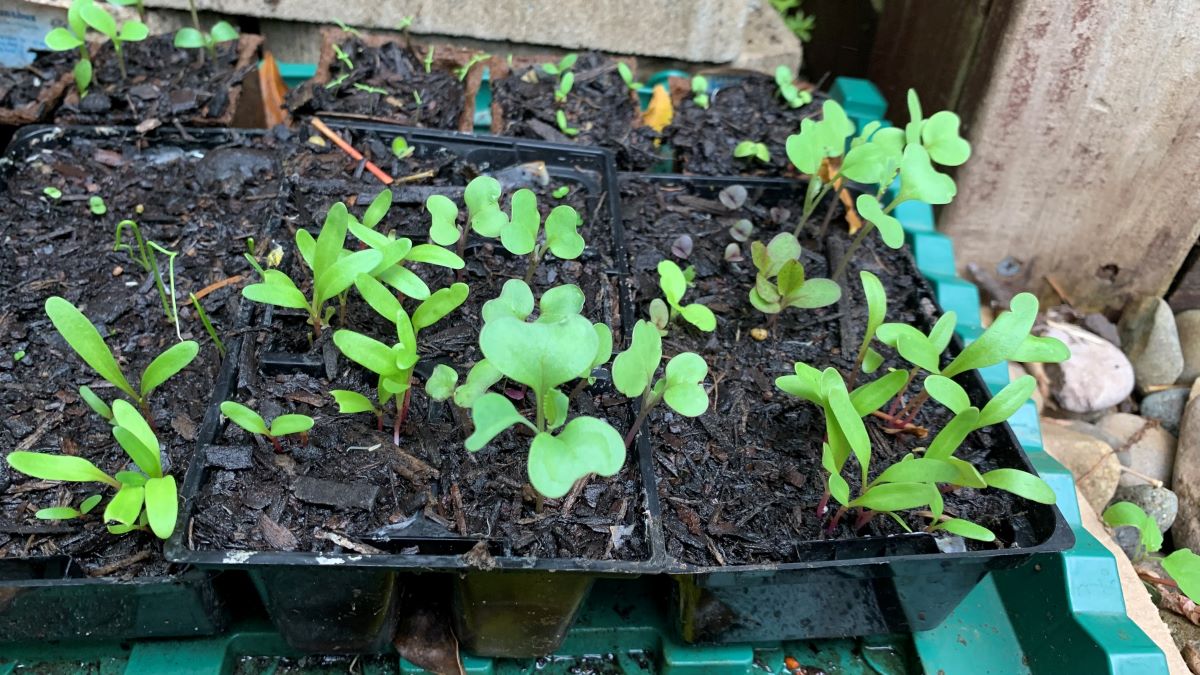 Mulch over seeds + Top 4 Mulch FAQ Eco Family Life