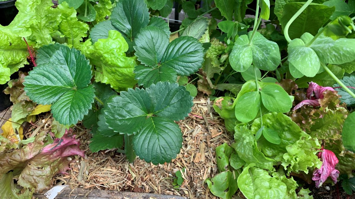 Mulching with Straw Vegetables, Fruit Trees + No Dig Gardens Eco