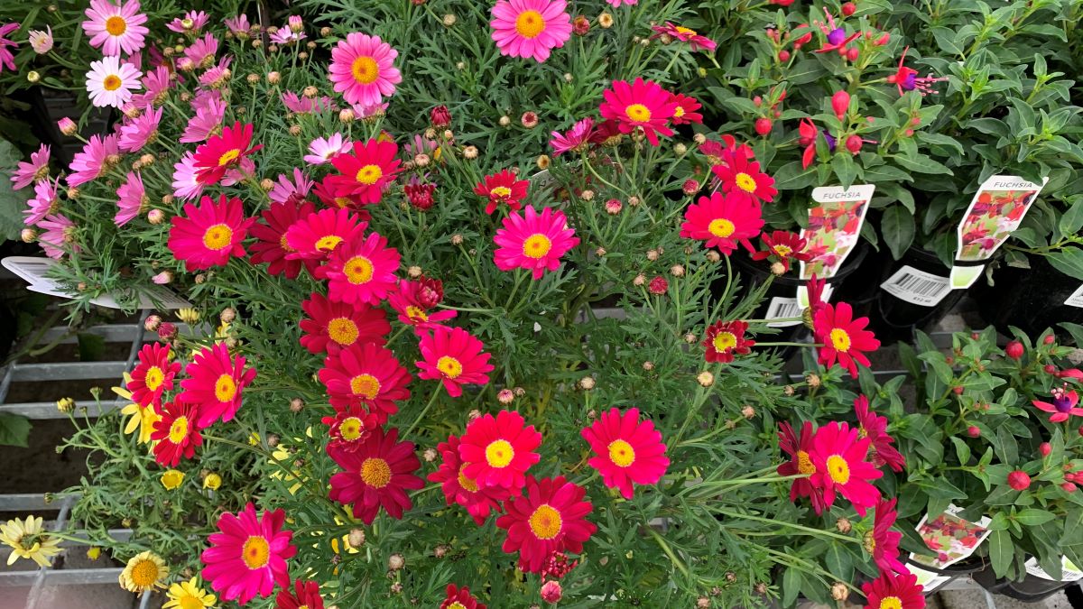 Do you mulch before or after planting flowers? Eco Family Life