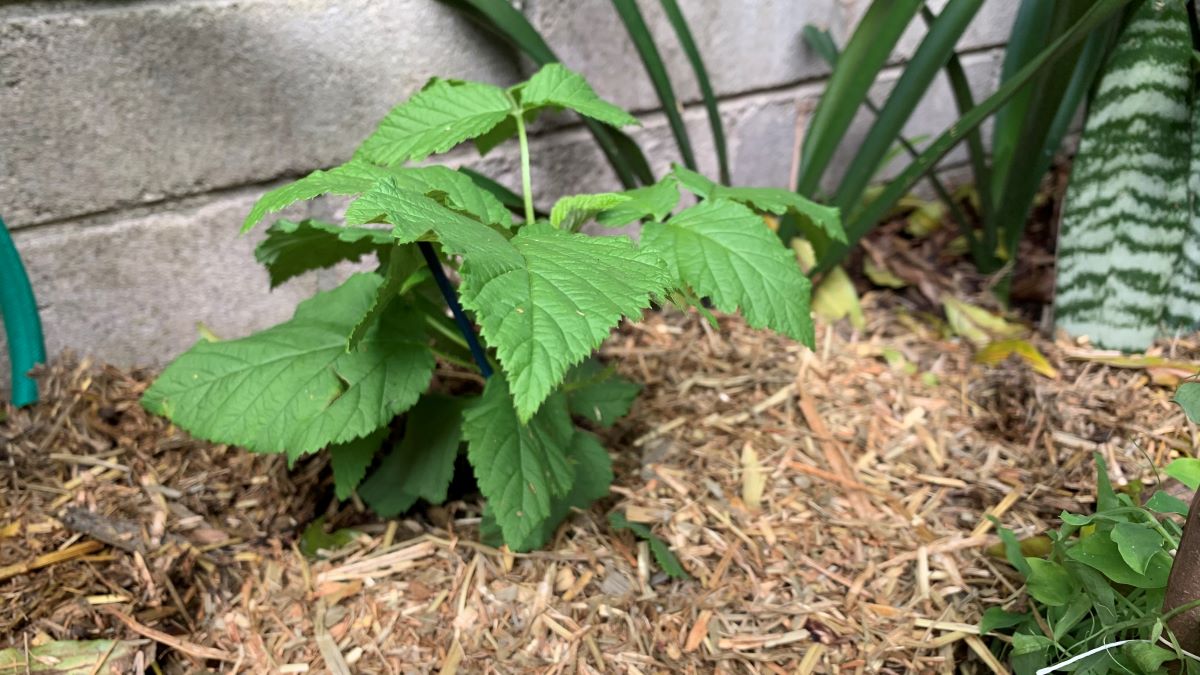 Is sugar cane mulch safe for dogs? 7 things you must know Eco