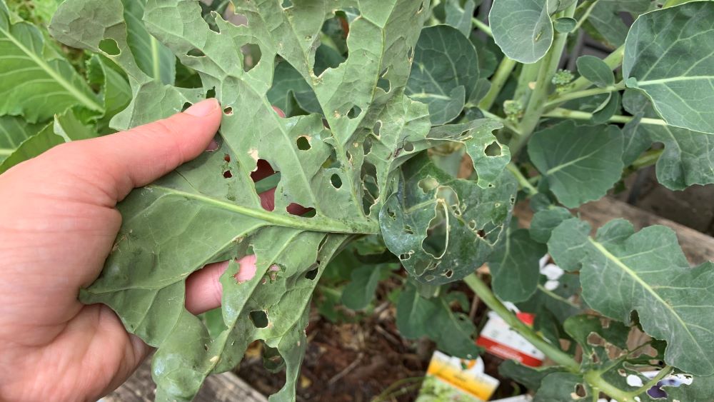 Will broccoli grow if leaves have been eaten? How to prevent bug attack Eco Family Life