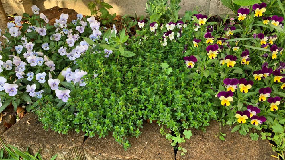 Growing thyme and rosemary together 5 Easy Tips and Tricks Eco