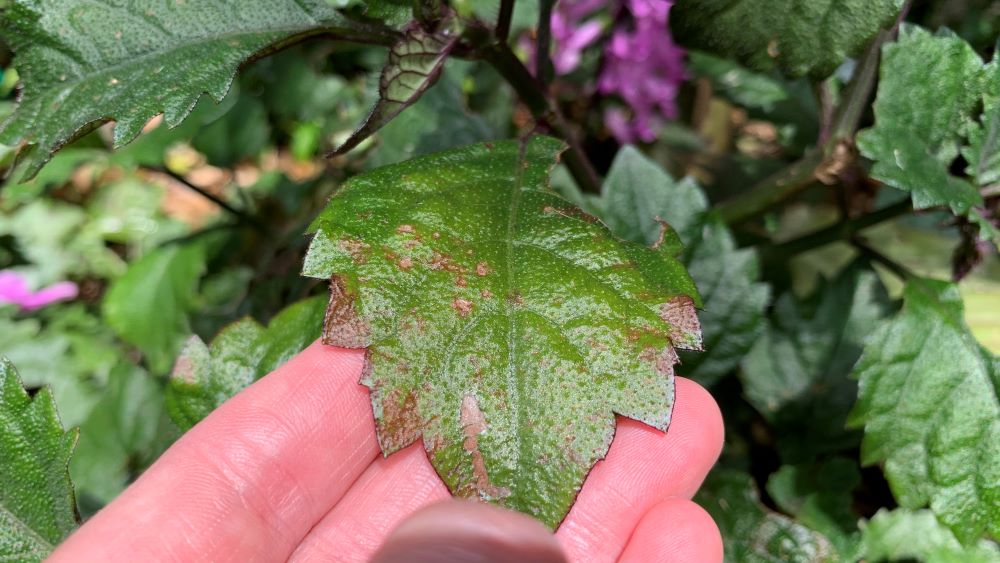 How to Cut off Brown Leaf Tips 4 Easy Steps Eco Family Life