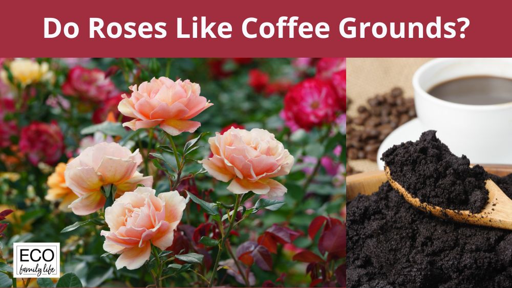Do Roses Like Coffee Grounds? Top Benefits for Rose Growth Eco