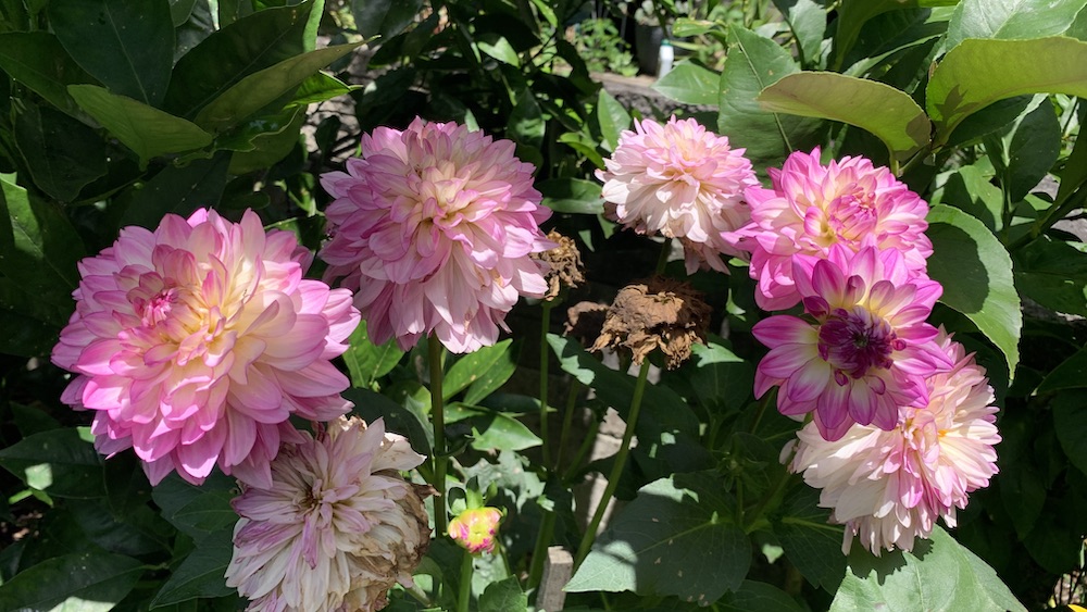 Why are my dahlia leaves turning brown? Top 8 reasons Eco Family Life