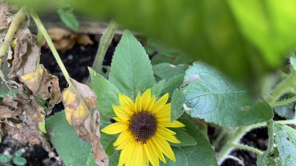Do dwarf sunflowers come back every year? 10 Tips to encourage selfseeding Eco Family Life