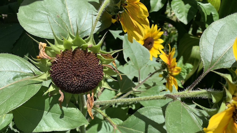 Do dwarf sunflowers come back every year? 10 Tips to encourage self
