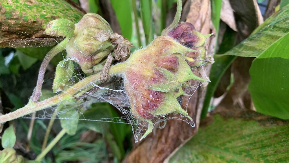 8 Things to do with dead sunflower heads Eco Family Life