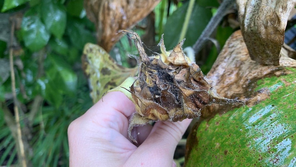 8 Things to do with dead sunflower heads Eco Family Life