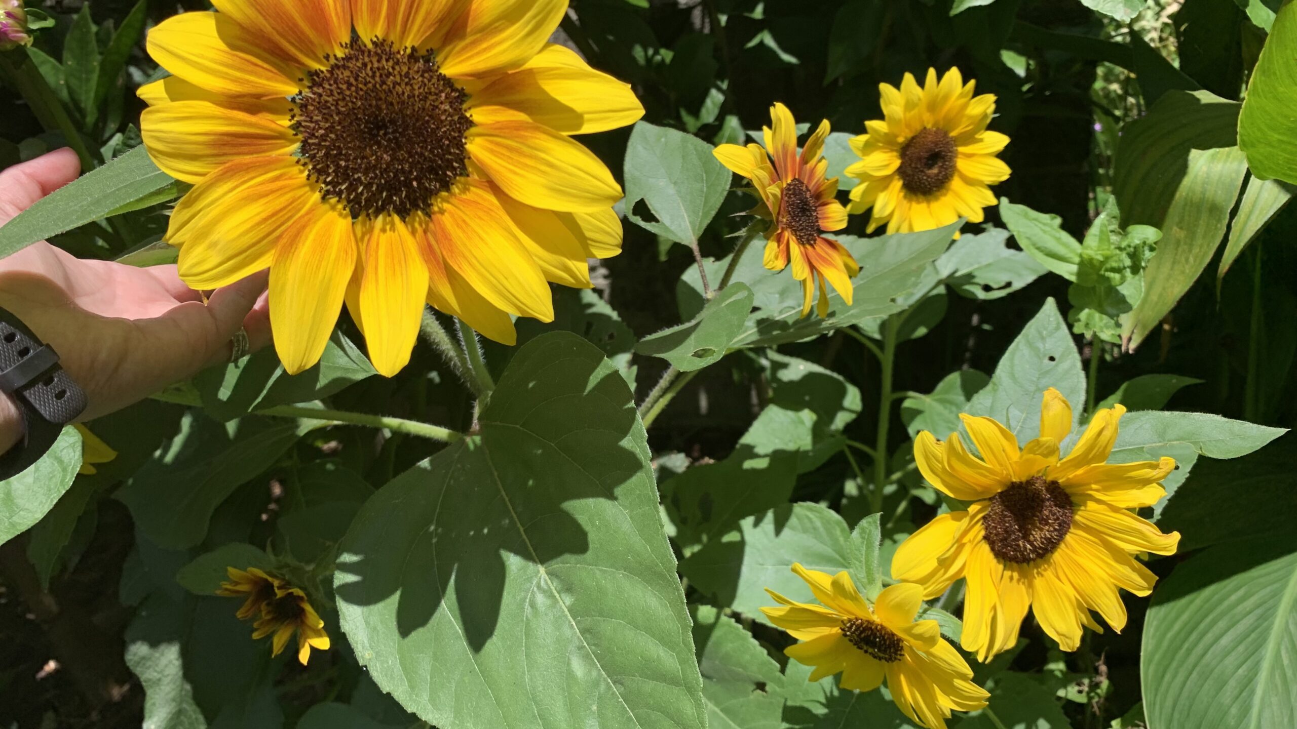 10 Reasons Why Sunflower Leaves Wilt After Repotting Eco Family Life