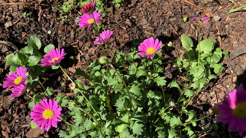 Do Deer Eat Daisies? 7 Ways to Protect Your Plants Eco Family Life