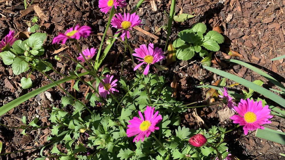 Do Deer Eat Daisies? 7 Ways to Protect Your Plants Eco Family Life