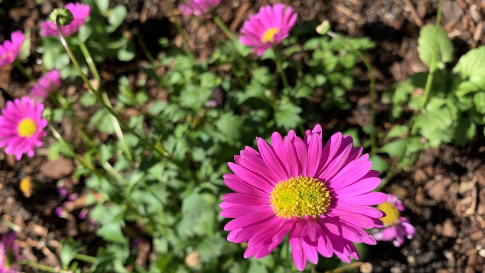 Do Deer Eat Daisies? 7 Ways to Protect Your Plants Eco Family Life