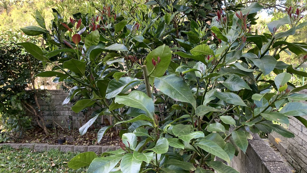 When Do Lemon Trees Produce Fruit? Plus 6 Ways to Get Fruit Faster