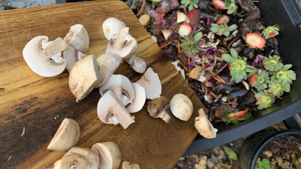 Can I Compost Mushrooms? Is it Good or Bad for Your Compost Bin