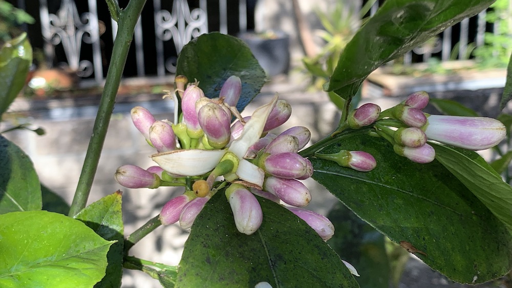 Best Compost for Fruit Trees Easy Guide to Boost Your Harvest Eco