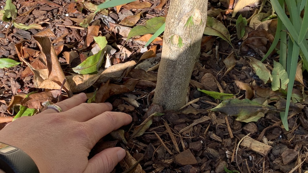 Best Compost for Fruit Trees Easy Guide to Boost Your Harvest Eco