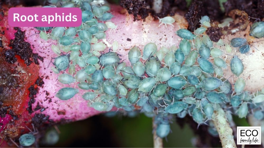 Soil Mites vs Root Aphids Key Differences Explained Eco Family Life