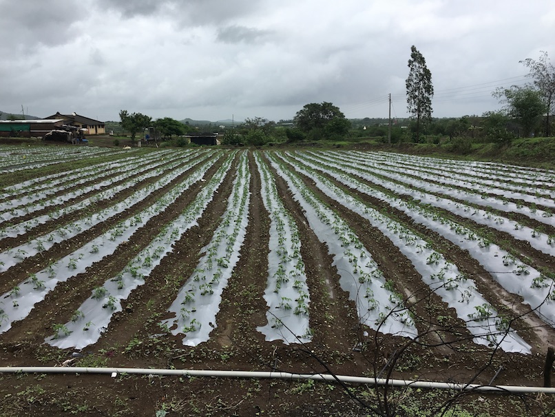 Best drip irrigation company in India Ecoflo Irrigation