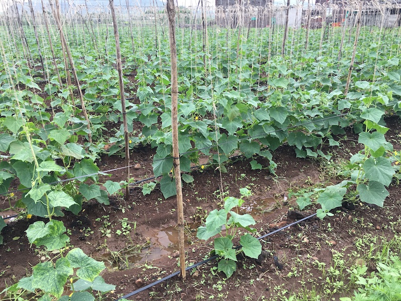 Best drip irrigation company in India Ecoflo Irrigation