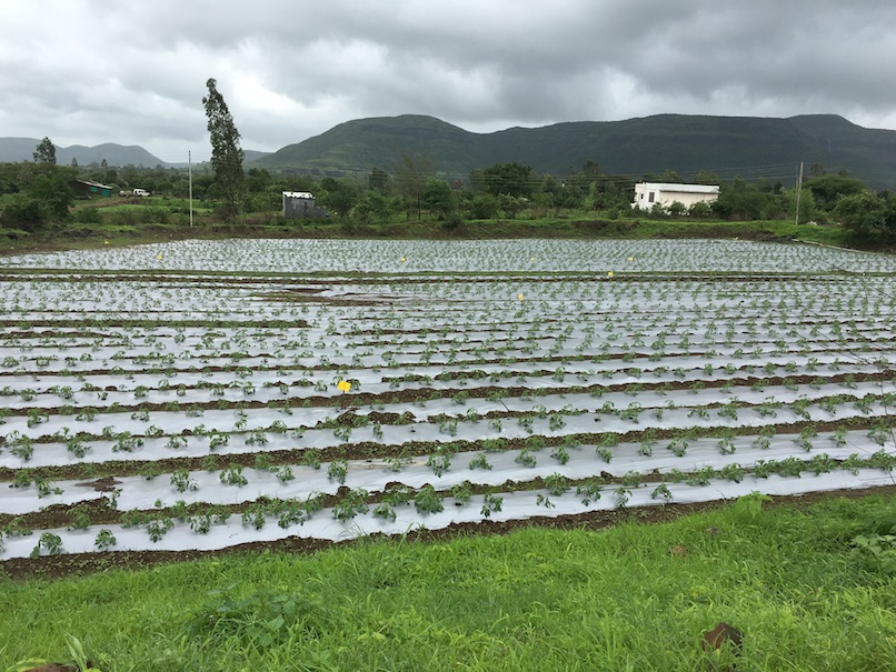 Best drip irrigation company in India Ecoflo Irrigation