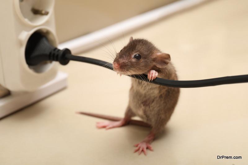 How Many Visits Does It Take To Get Rid Of Rats For Good?