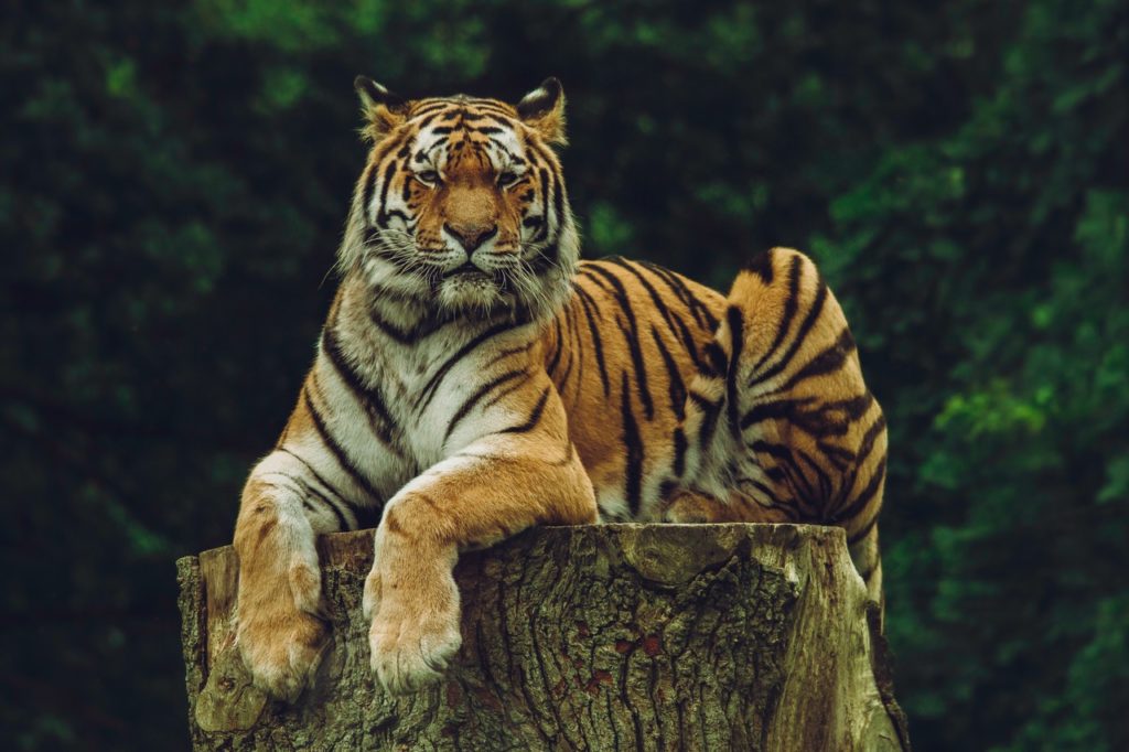 Earth 300 Tiger Climate Park Ecofriend World
