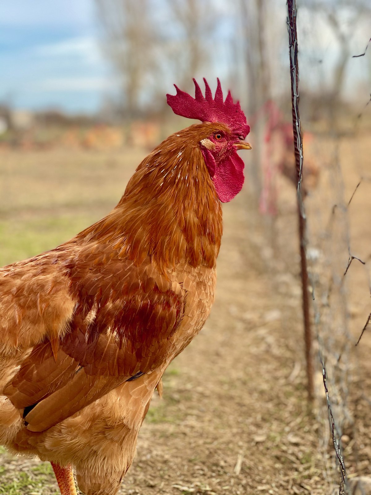 Pollo grande KIRIKIKI Huevos y pollos CAMPEROS