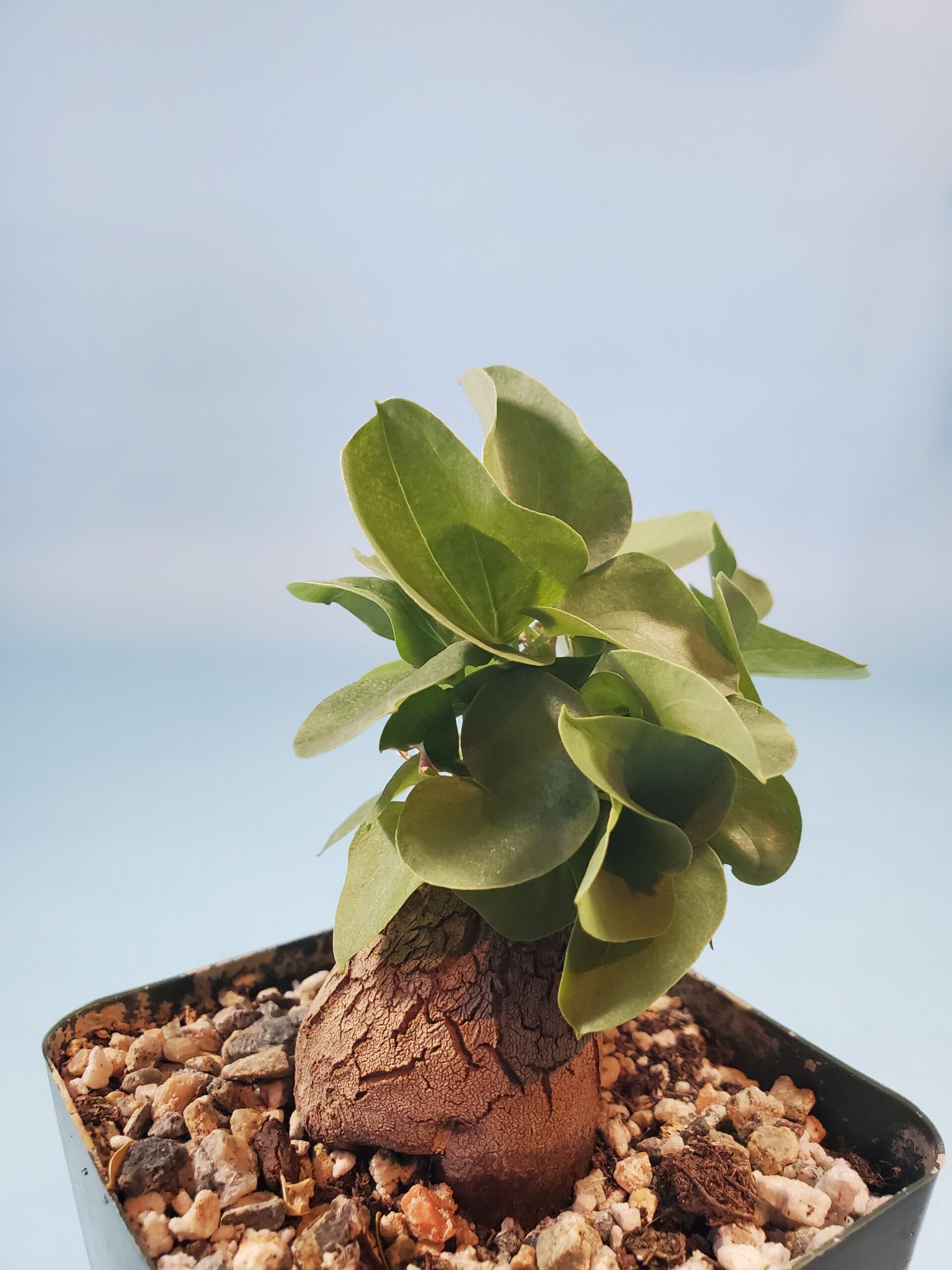 Dioscorea sylvatica, elephant foot yam EcoGro