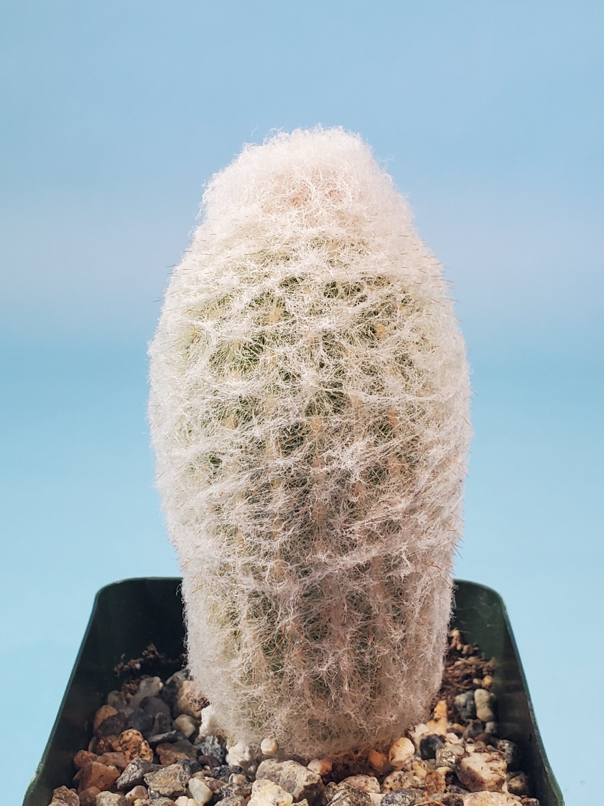 Wooly White Succulent Espostoa Lanata Peruvian Old Man Cactus LIVE