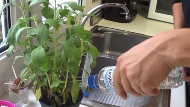 Cómo hacer una regadera casera con una botella de plástico
