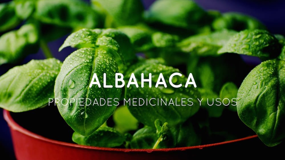 Usos medicinales y grandes propiedades de la albahaca