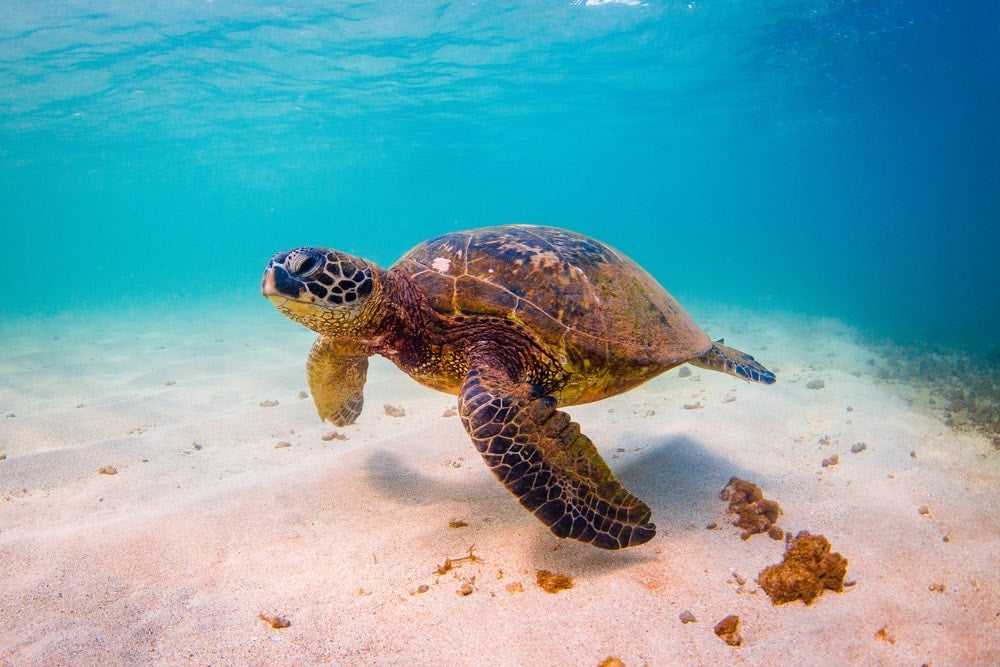 La tortuga marina más amenazada del mundo encontrada estrangulada por