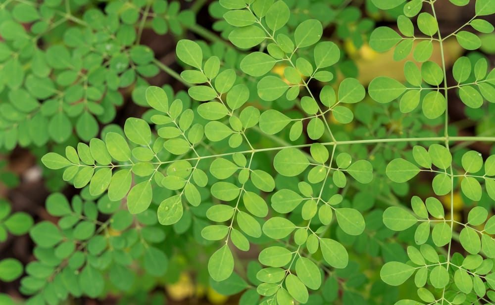 6 beneficios que debes conocer de la Moringa